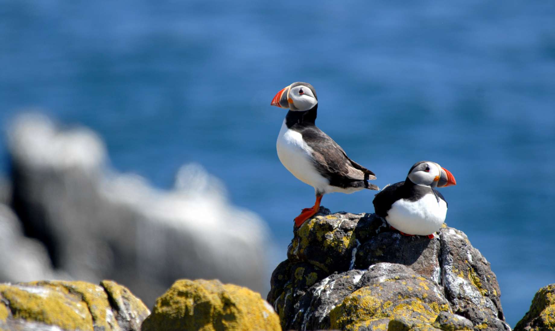 Puffins on Lundy Island North Devon